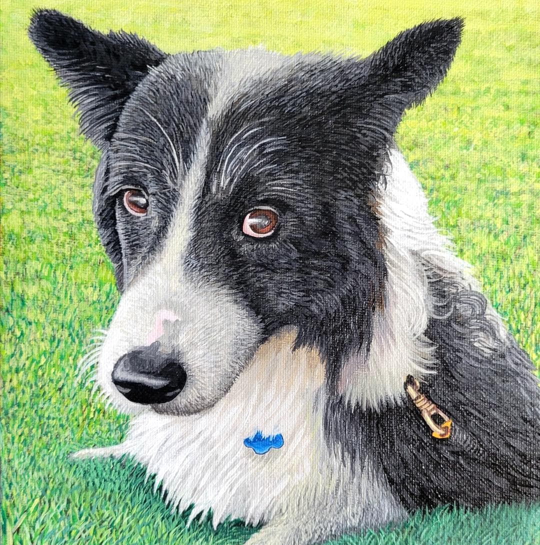 Painted portrait of a black-and-white border collie mix lying in green grass, by Ally Nowakowski.