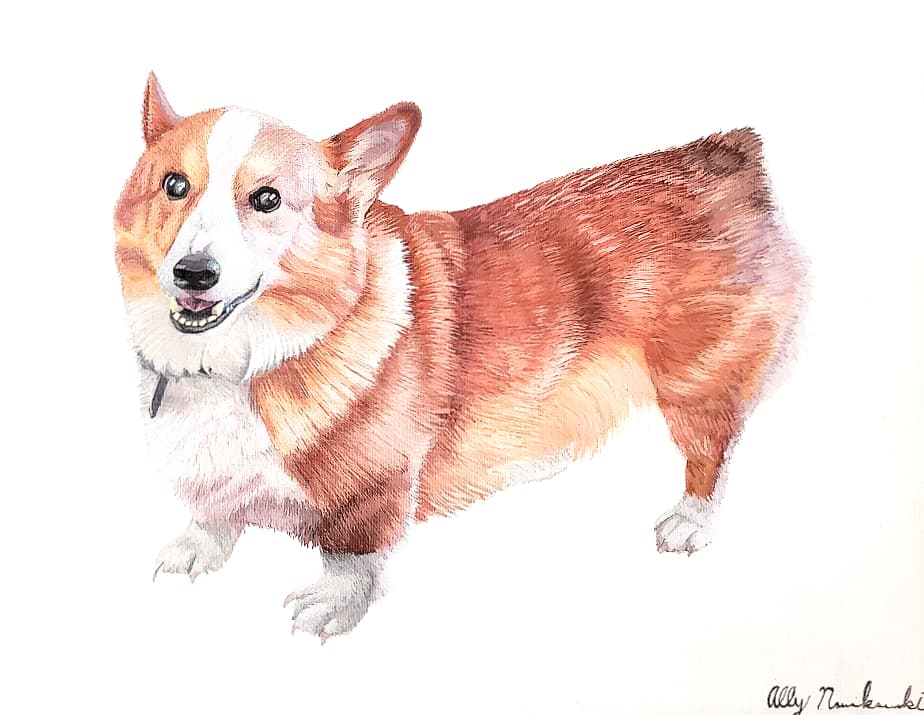 Painted portrait of a Pembroke Welsh corgi standing on a white background, by Ally Nowakowski.