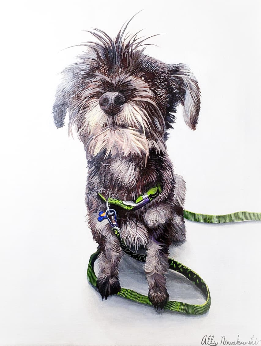 Painted portrait of a wire-haired schnauzer puppy on a green leash, by Ally Nowakowski.